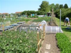 Allotments