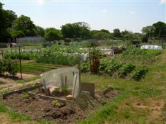 Allotments