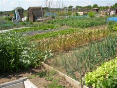 Allotments